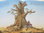 Farsete, Pasaflor y el baobab DESCATALOGADO
