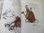 Hadas. Texto e ilustración: Brian Frond y Alan Lee. Dibujos de David Lackin. DESCATALOGADO
